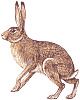 animal007-hare.gif