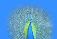 peacock_blues_d_thumb.jpg